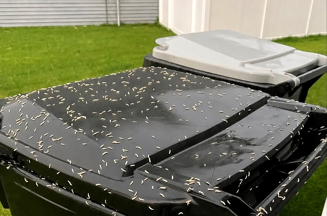 Trash can lid covered with maggots